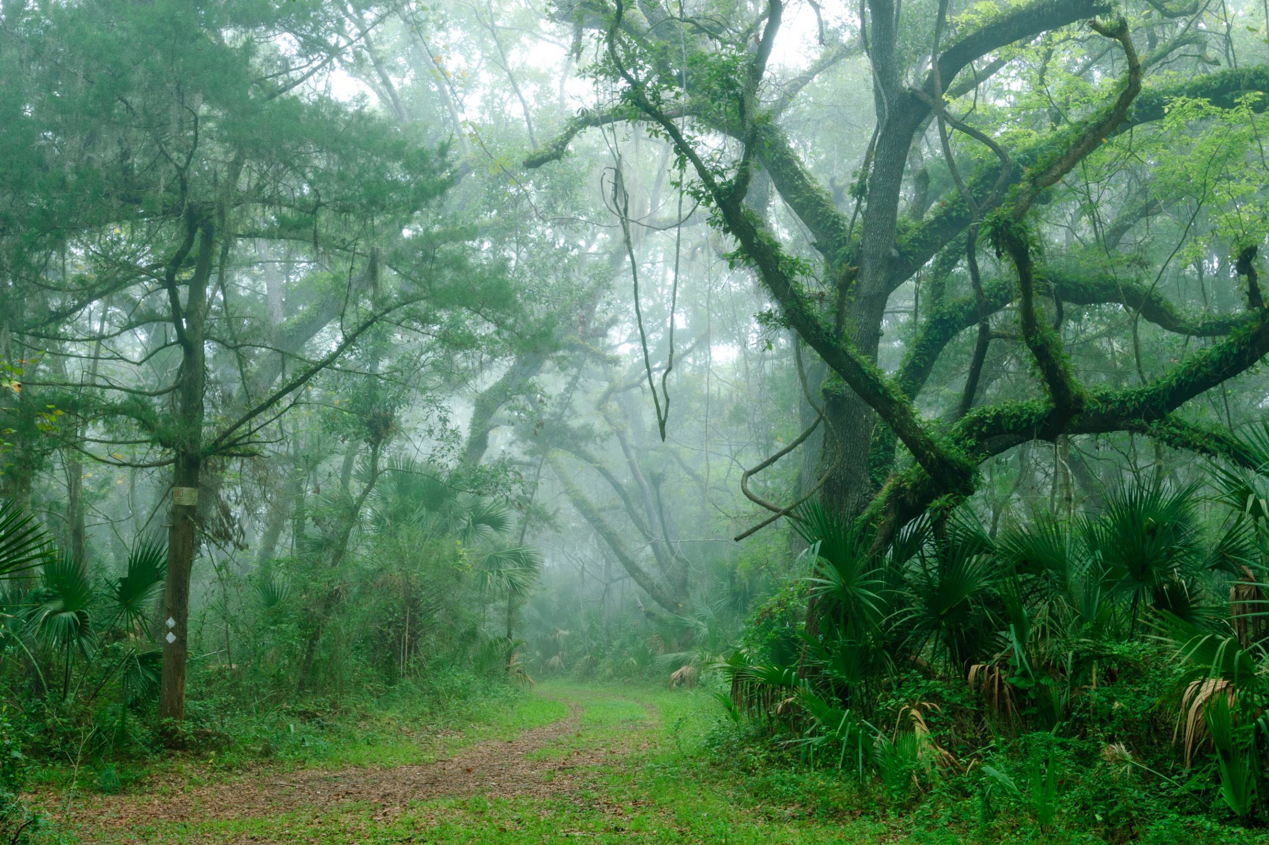 Mists in a flush forest path