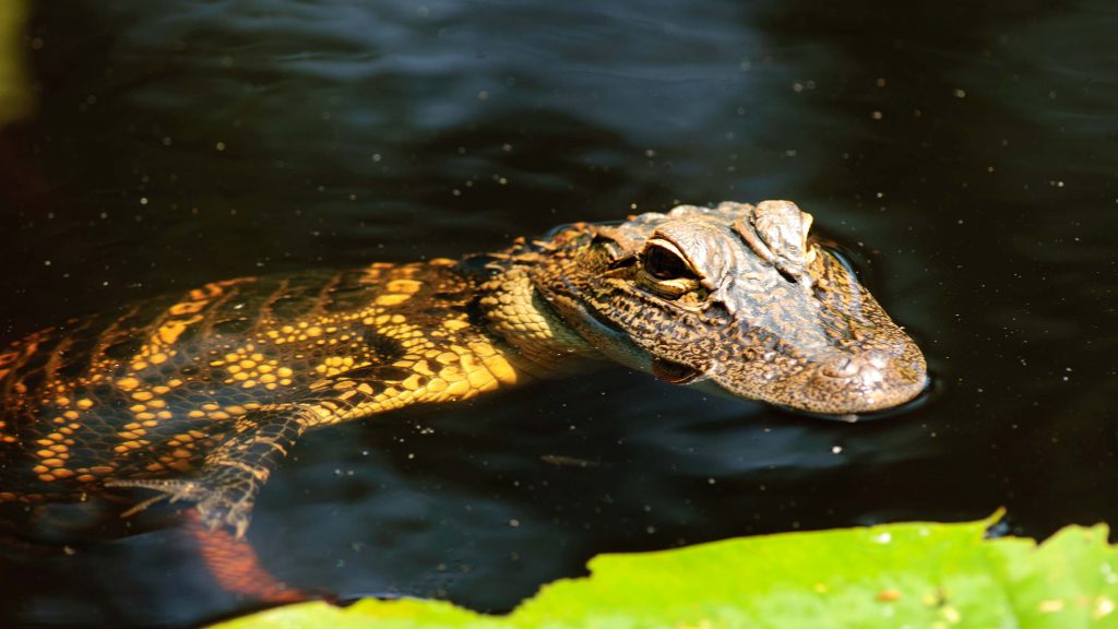 Few creatures represent natural Florida better than the American alligator. We may take them for granted, but visitors to the Sunshine State are so enamored with gators that they’re willing to pay to view them at alligator farms.