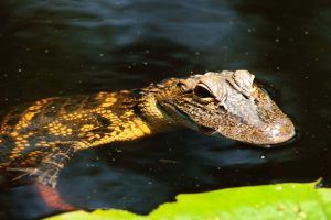 Few creatures represent natural Florida better than the American alligator. We may take them for granted, but visitors to the Sunshine State are so enamored with gators that they’re willing to pay to view them at alligator farms.