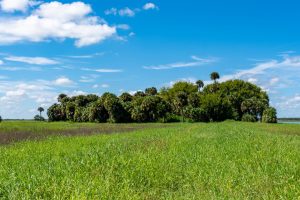 Moccasin Island in River Lakes Conservation Area in Brevard County
