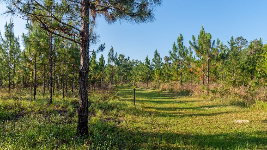 Hiking trail at Longleaf Flatwoods Reserve
