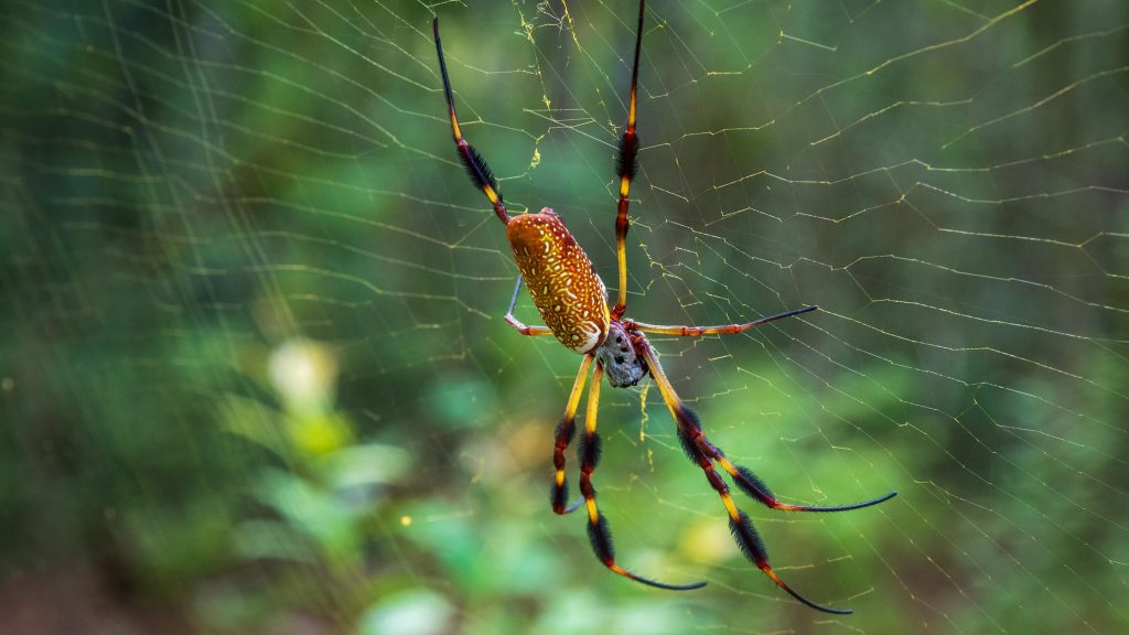 Golden silk spider