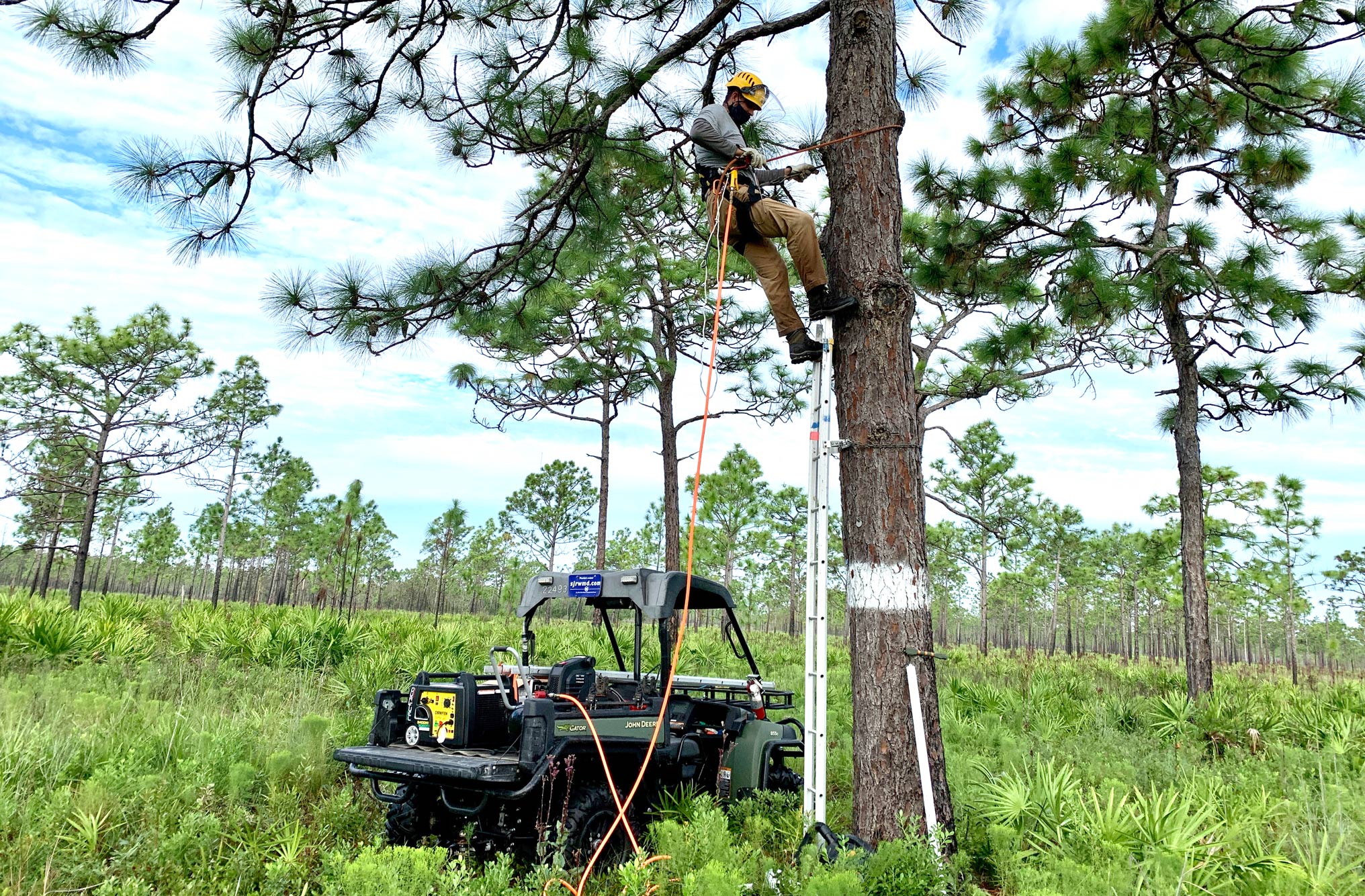 Staff cleaning nesting tree