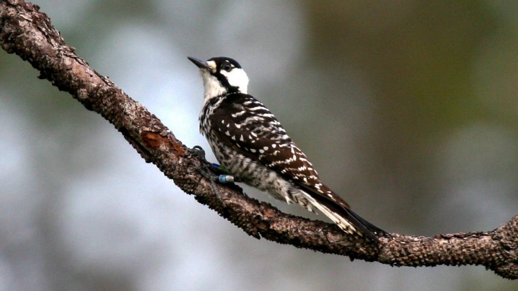 A red-cockaded woodpecker.