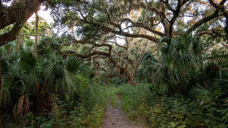 Canaveral Marshes Conservation Area walking path
