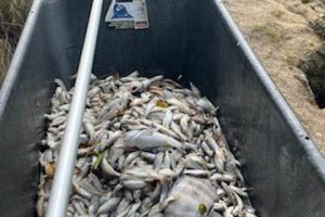 Dead fish in a container