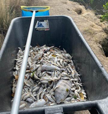 Dead fish in a container
