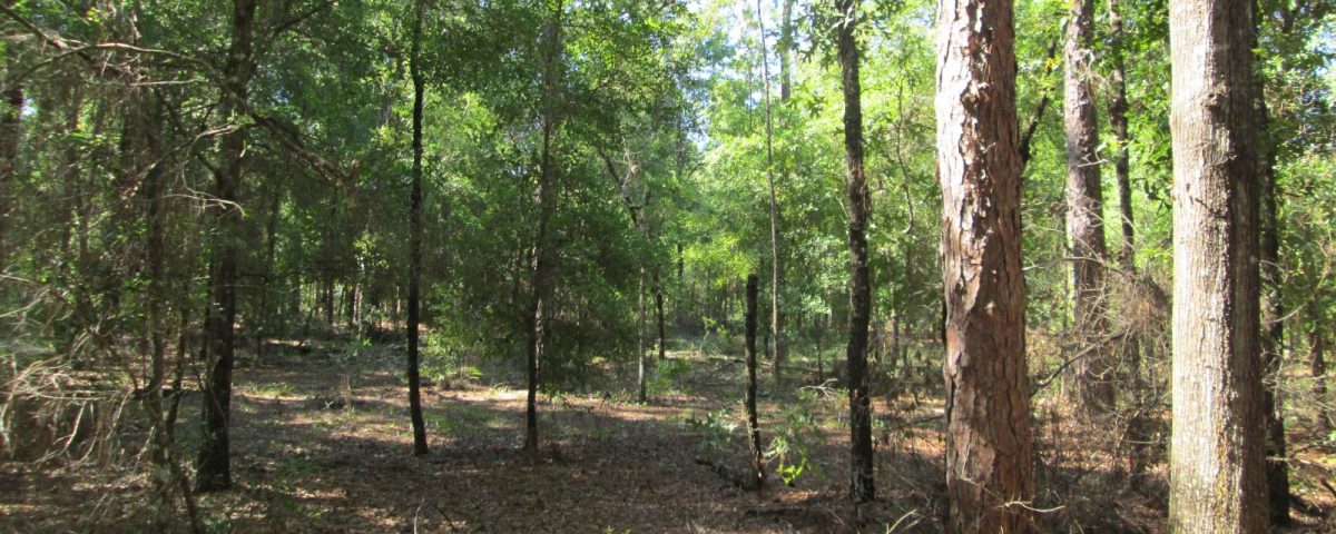 Trees and foliage of Indian Lake State Forest