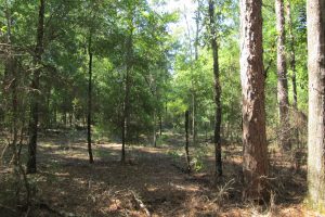 Trees and foliage of Indian Lake State Forest