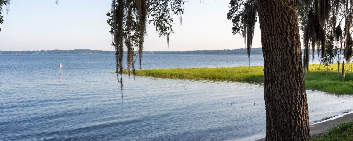 Tree standing in front of Lake Minneola