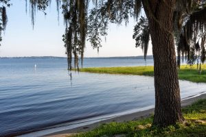 Tree standing in front of Lake Minneola