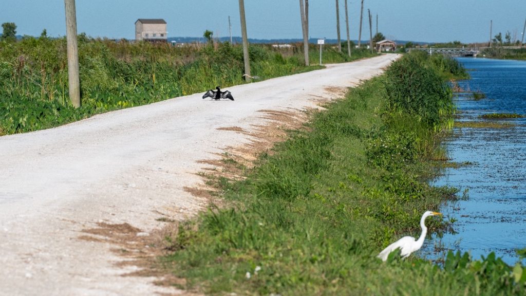 Two birds in the lake Apopka Wildlife Drive