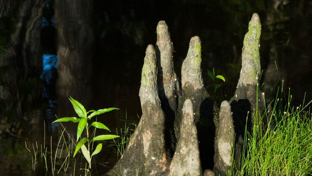 Cypress knees protrude from the tannin-stained dark water