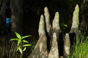 Cypress knees protrude from the tannin-stained dark water