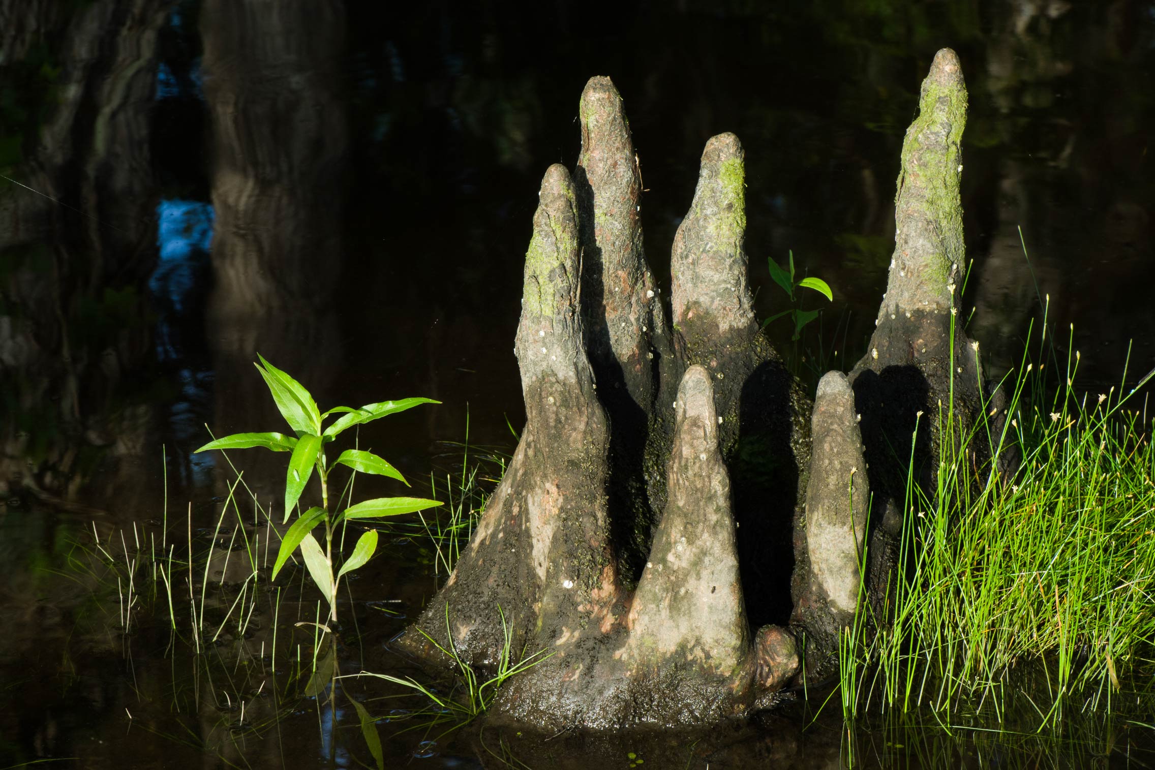 Cypress knees protrude from the tannin-stained dark water