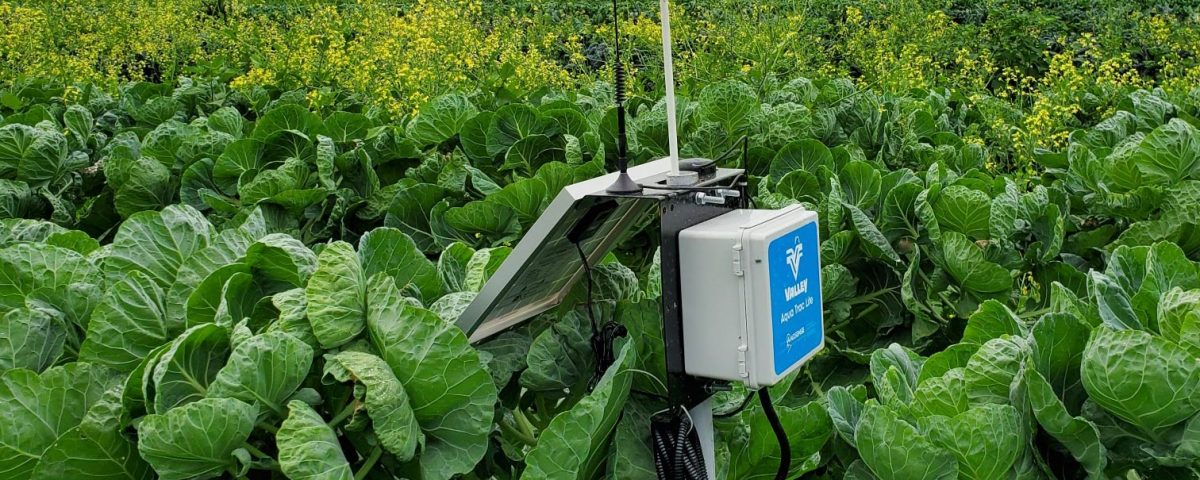 soil moisture sensor in a farm