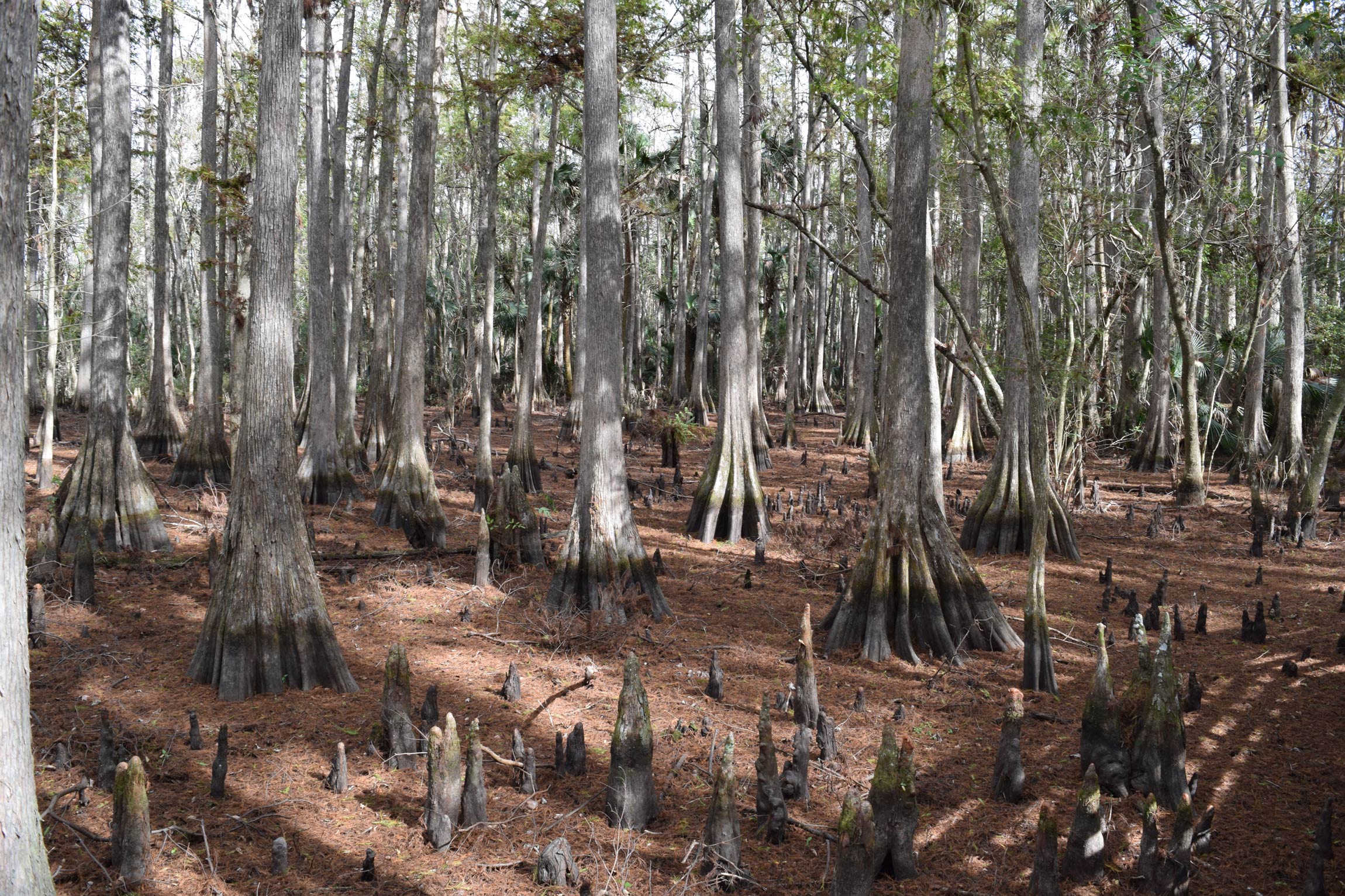 Scattered cypress knees among