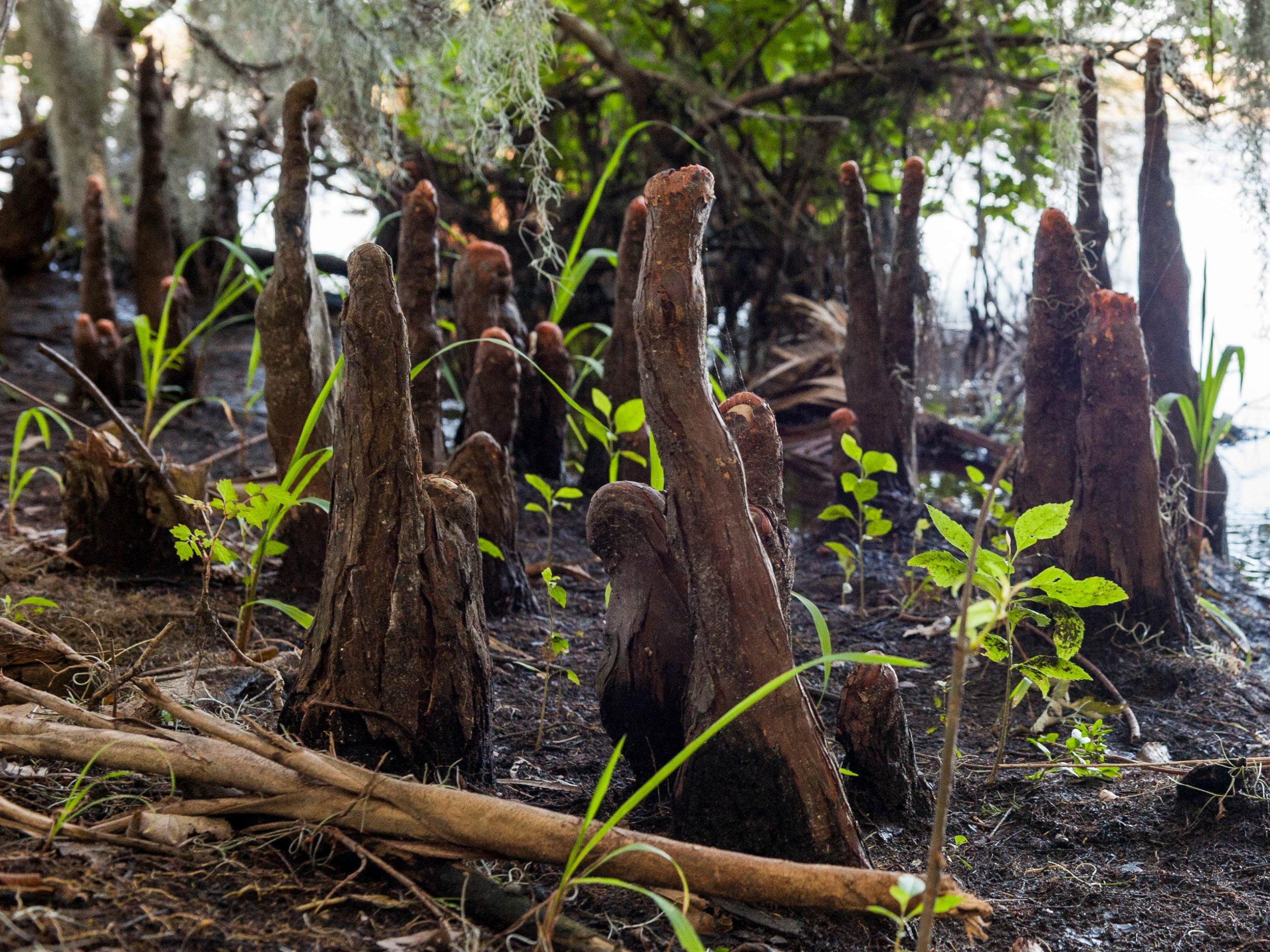 Cypress knees protrude from the swamp
