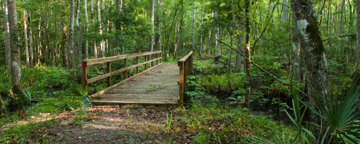 Crosswalk bridge in a forest