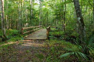 Crosswalk bridge in a forest