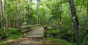 Crosswalk bridge in a forest