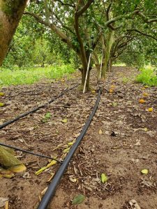 Black irrigation pipes leading to an orange tree