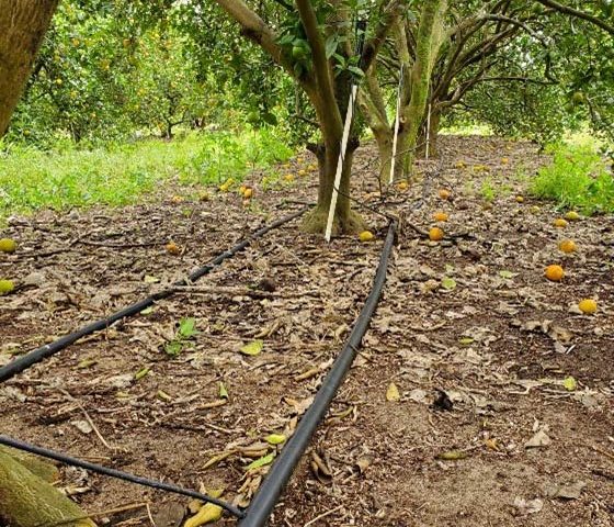 Black irrigation pipes leading to an orange tree