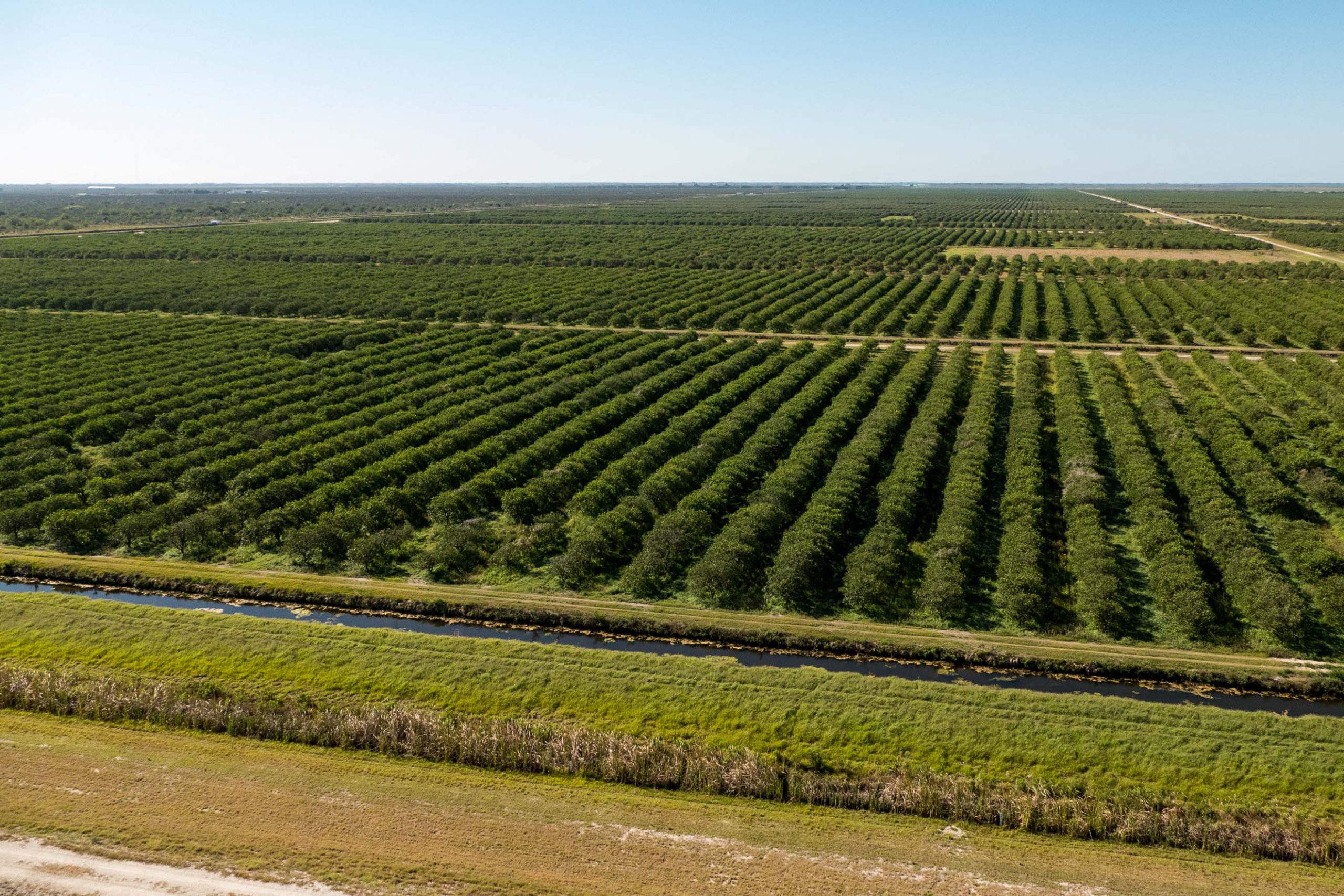 Aerial view of tree farms