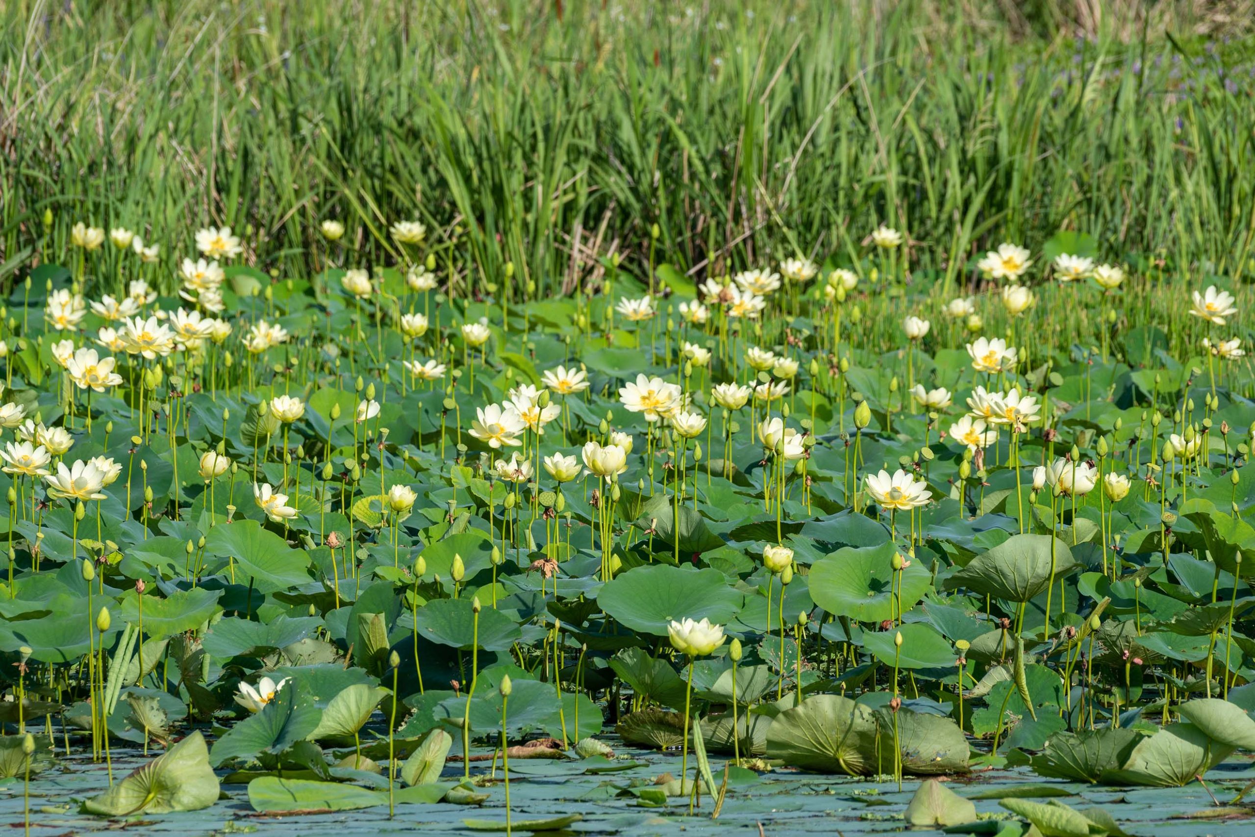 Field of water lilies