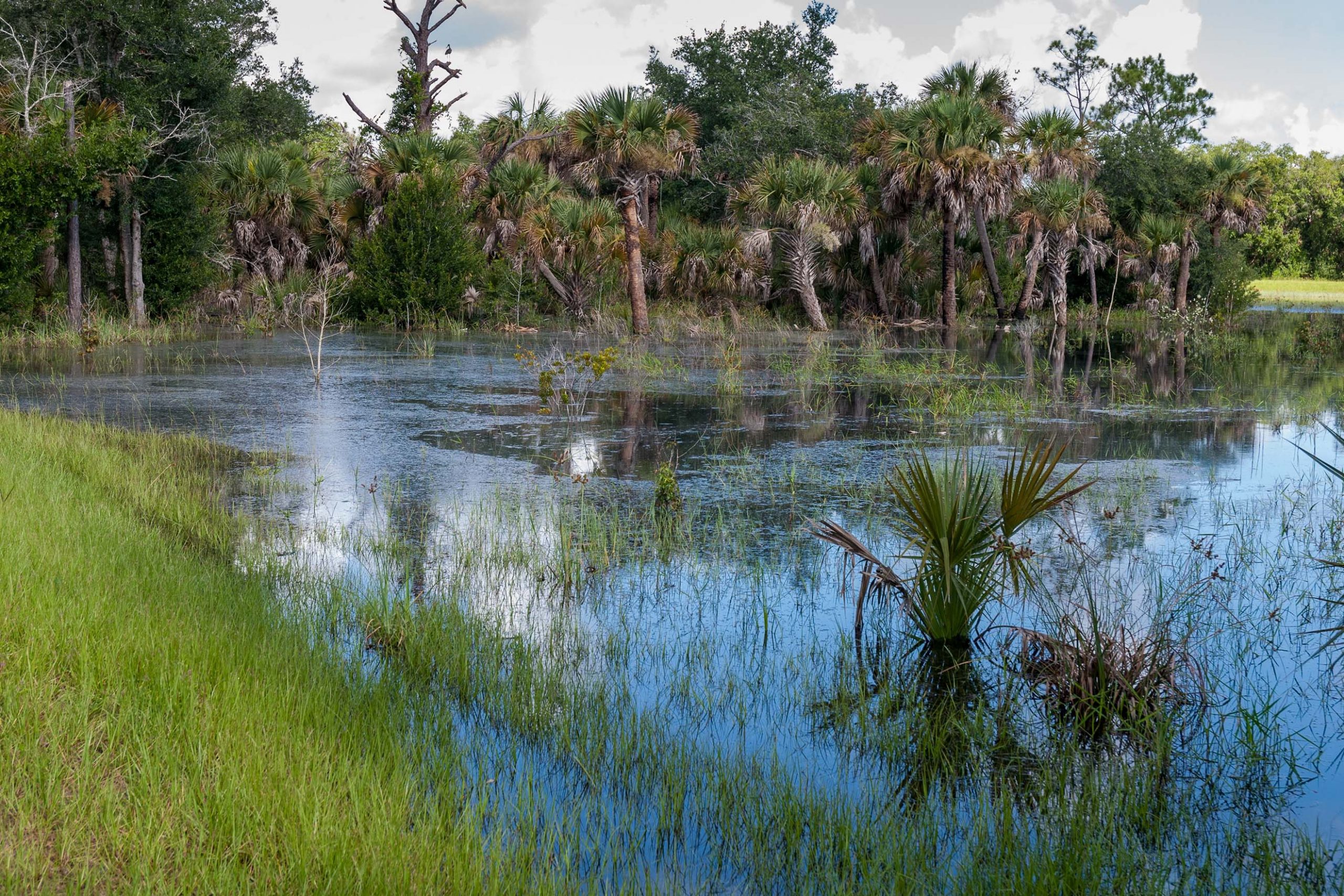 Row of palm trees at the edge of a marsh