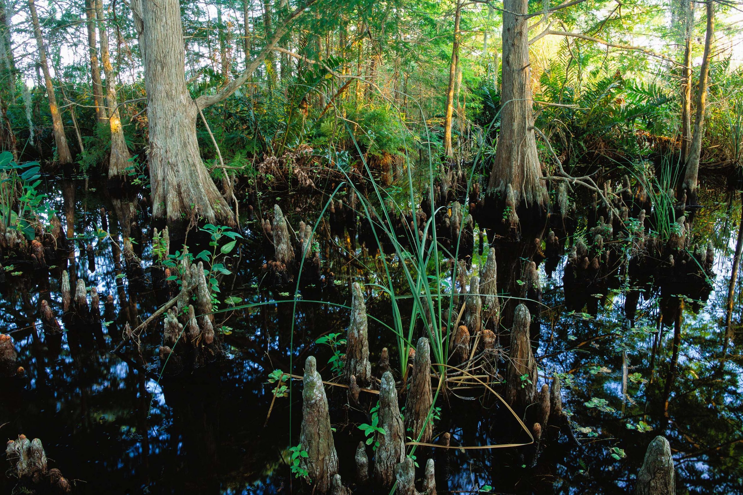 Cypress tree knees standing in water