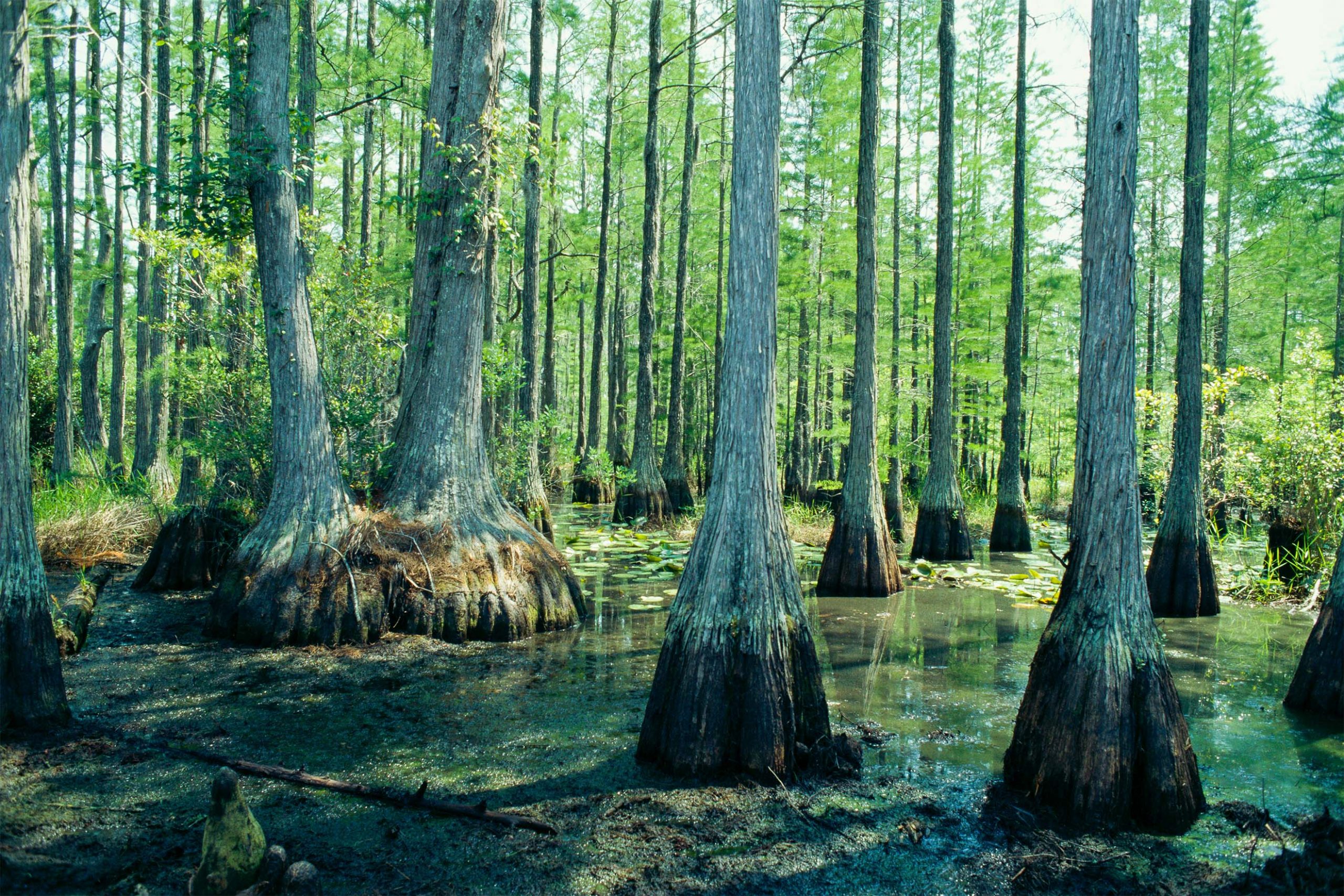 Cypress trees in water