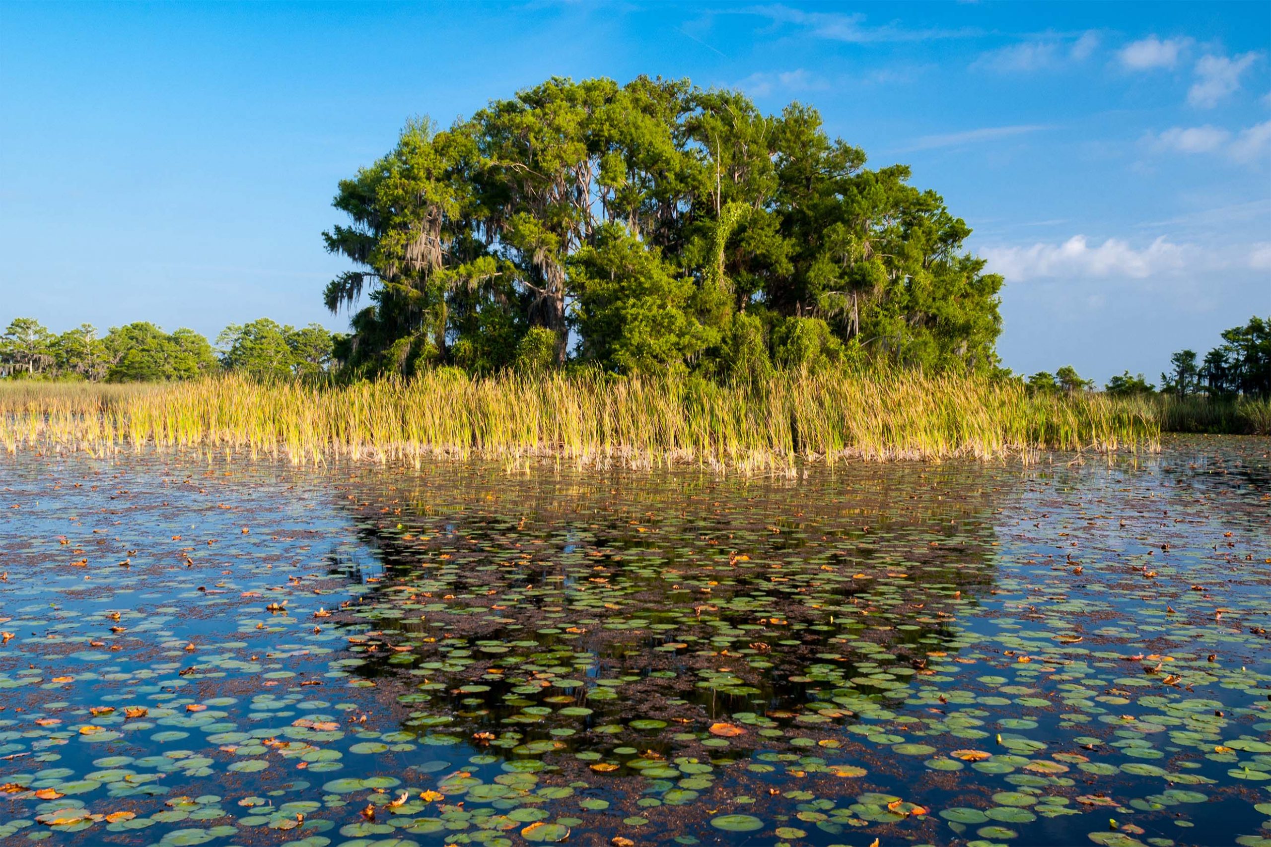 Cypress dome at Blue Cypress Conservation Area