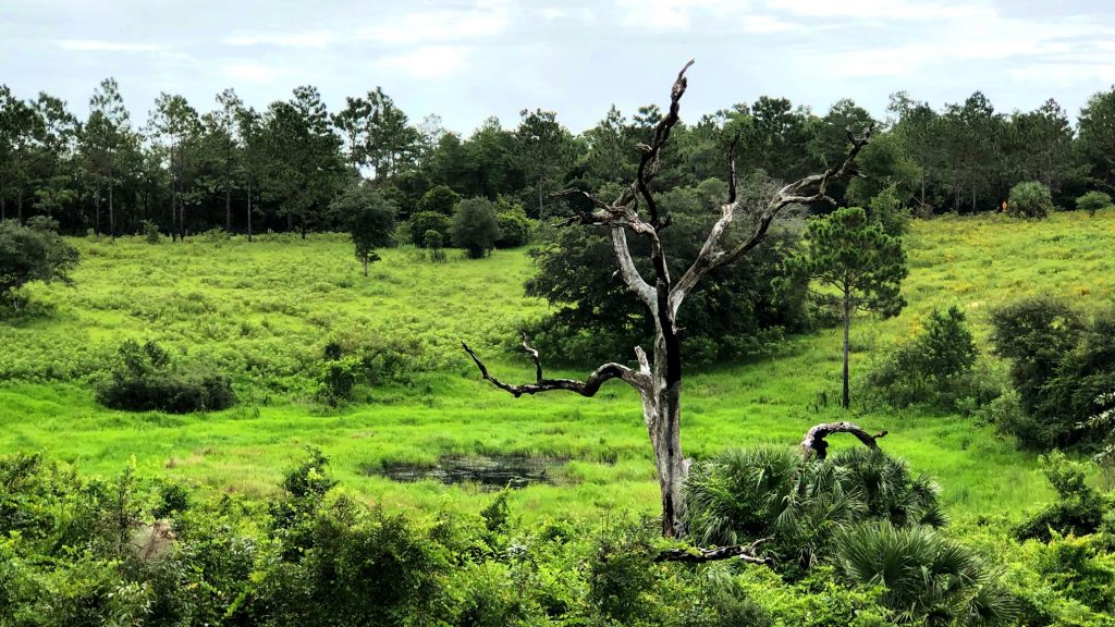 A sinkhole in a clearing at the Sunnyhill Restoration Area