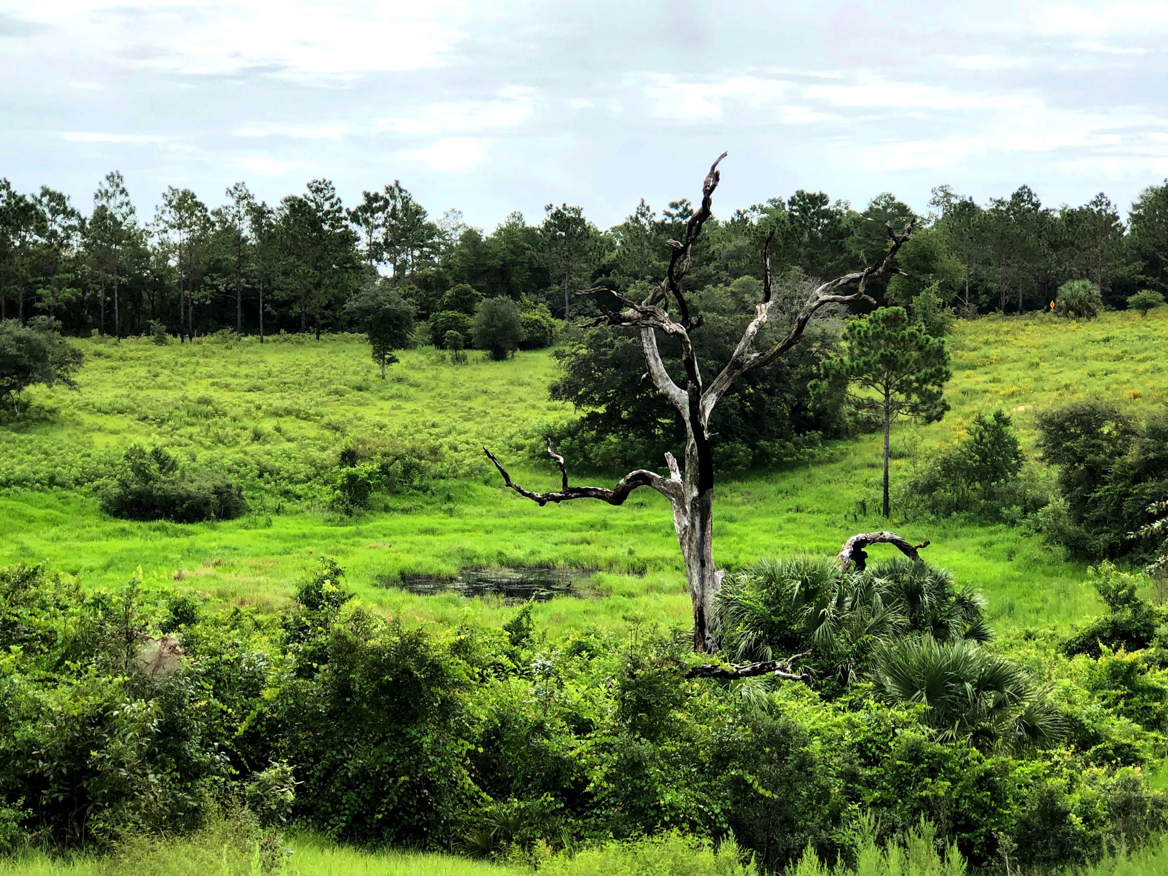 A sinkhole in a clearing at the Sunnyhill Restoration Area