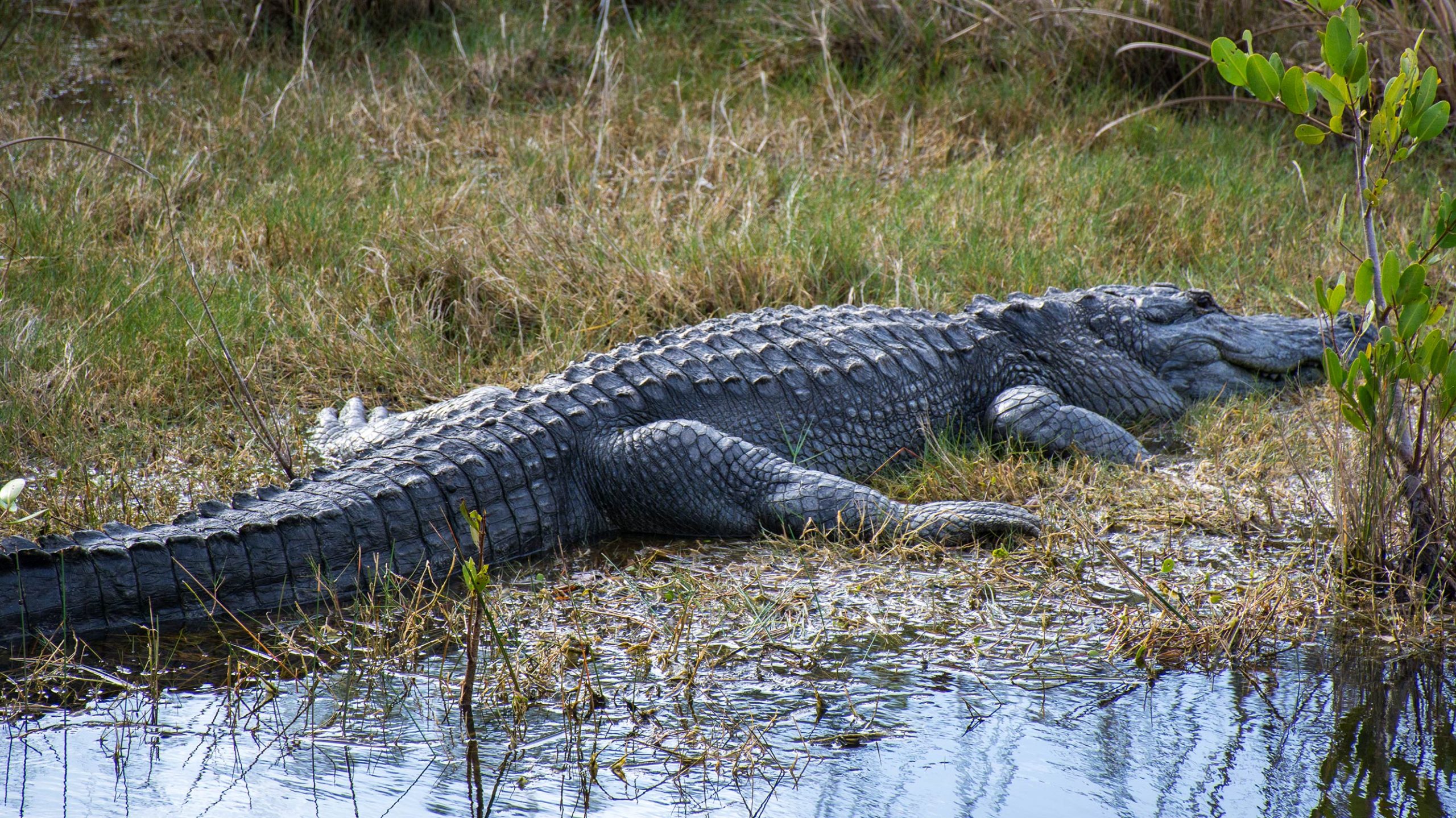 An American alligator finds a place of solitude in Blue Cypress Conservation Area in Indian River County.
