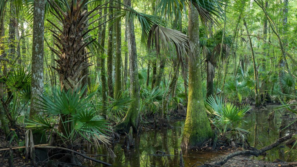 heavily forested Halfmile Creek area