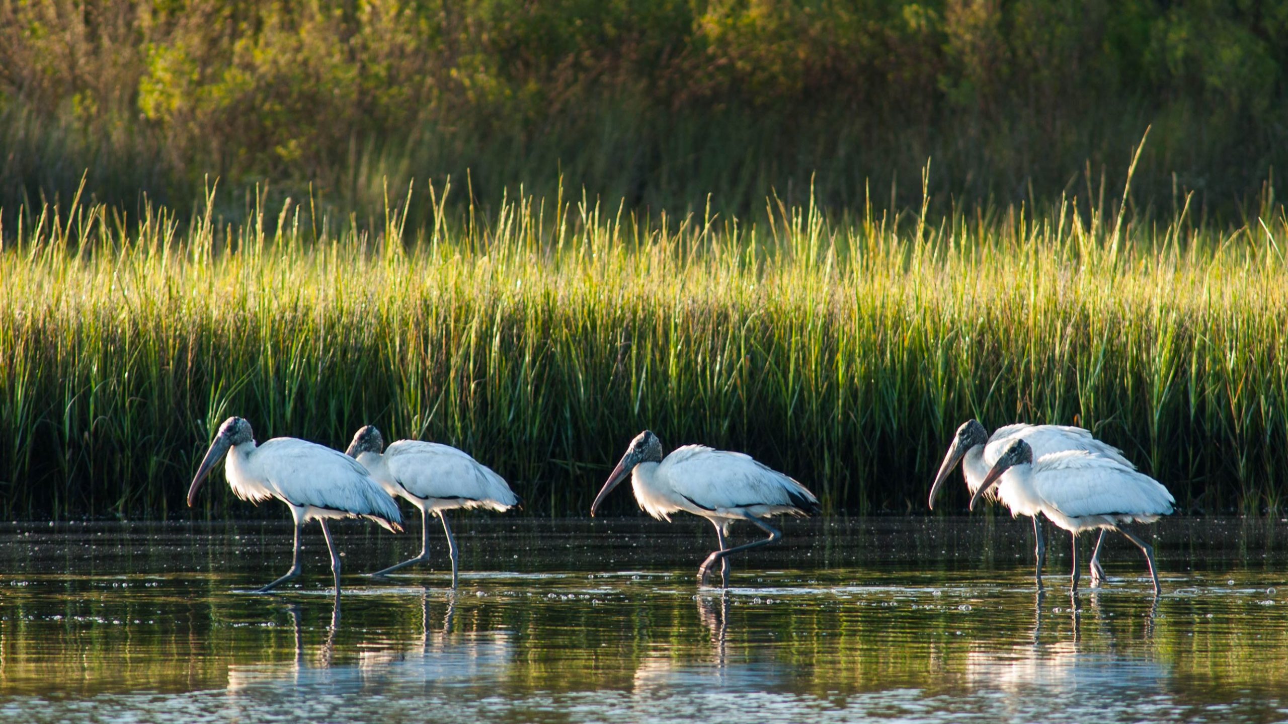 A colony of wood storks standing in some water