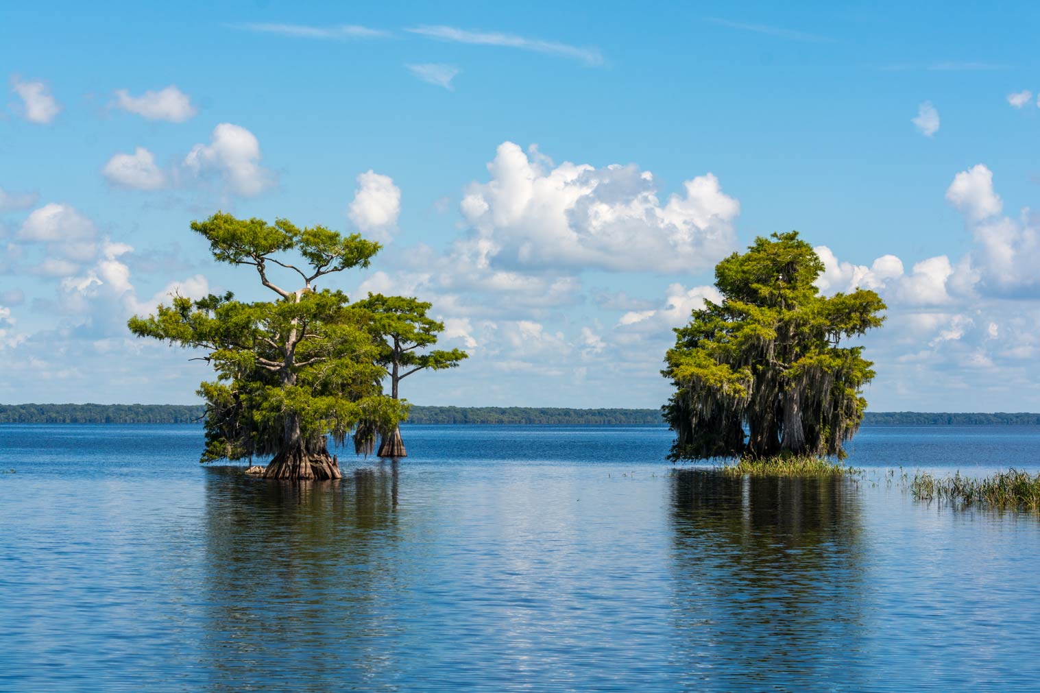 Two bunched of cypress trees standing in water
