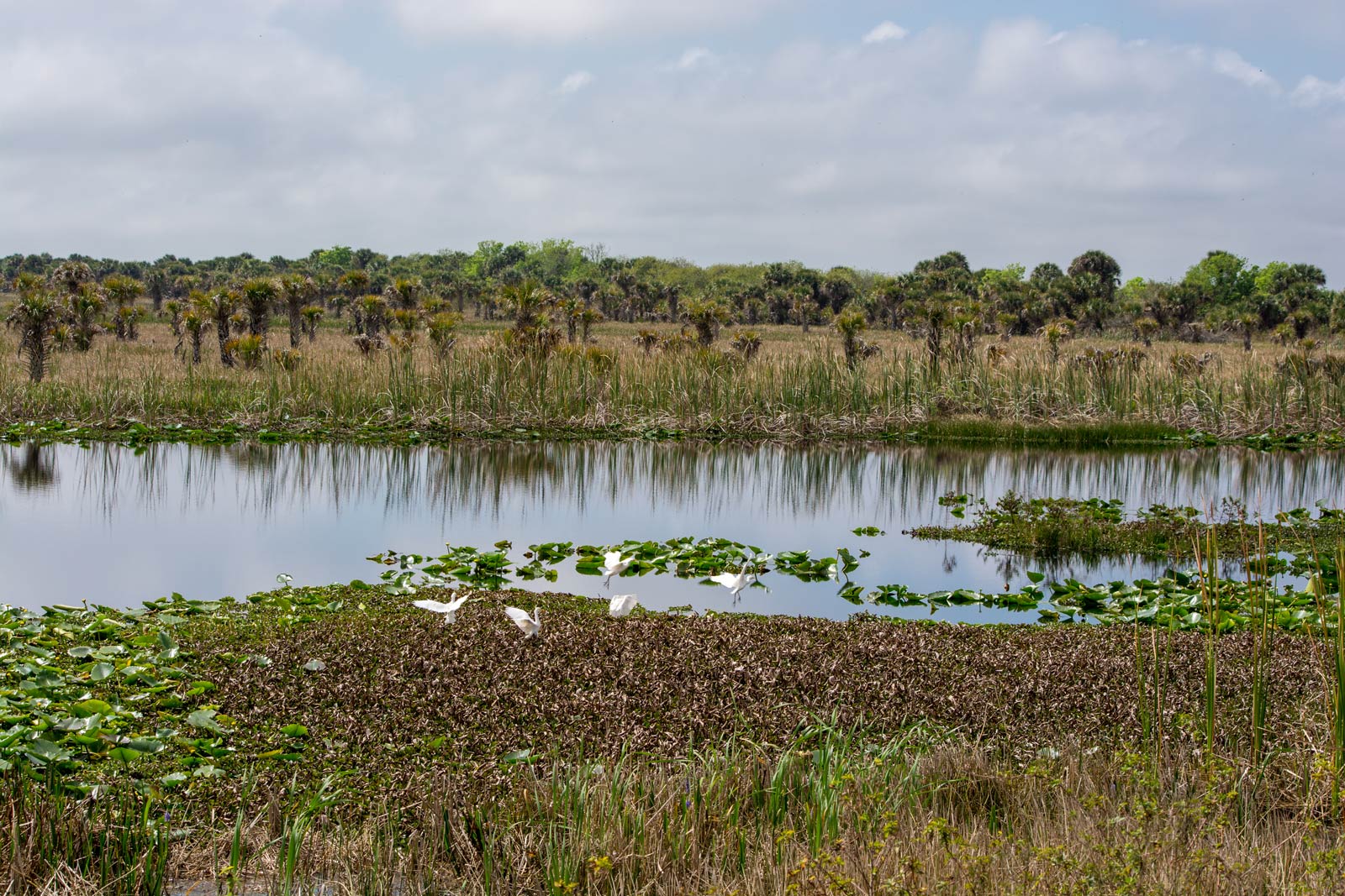 Birds hopping around in a marsh