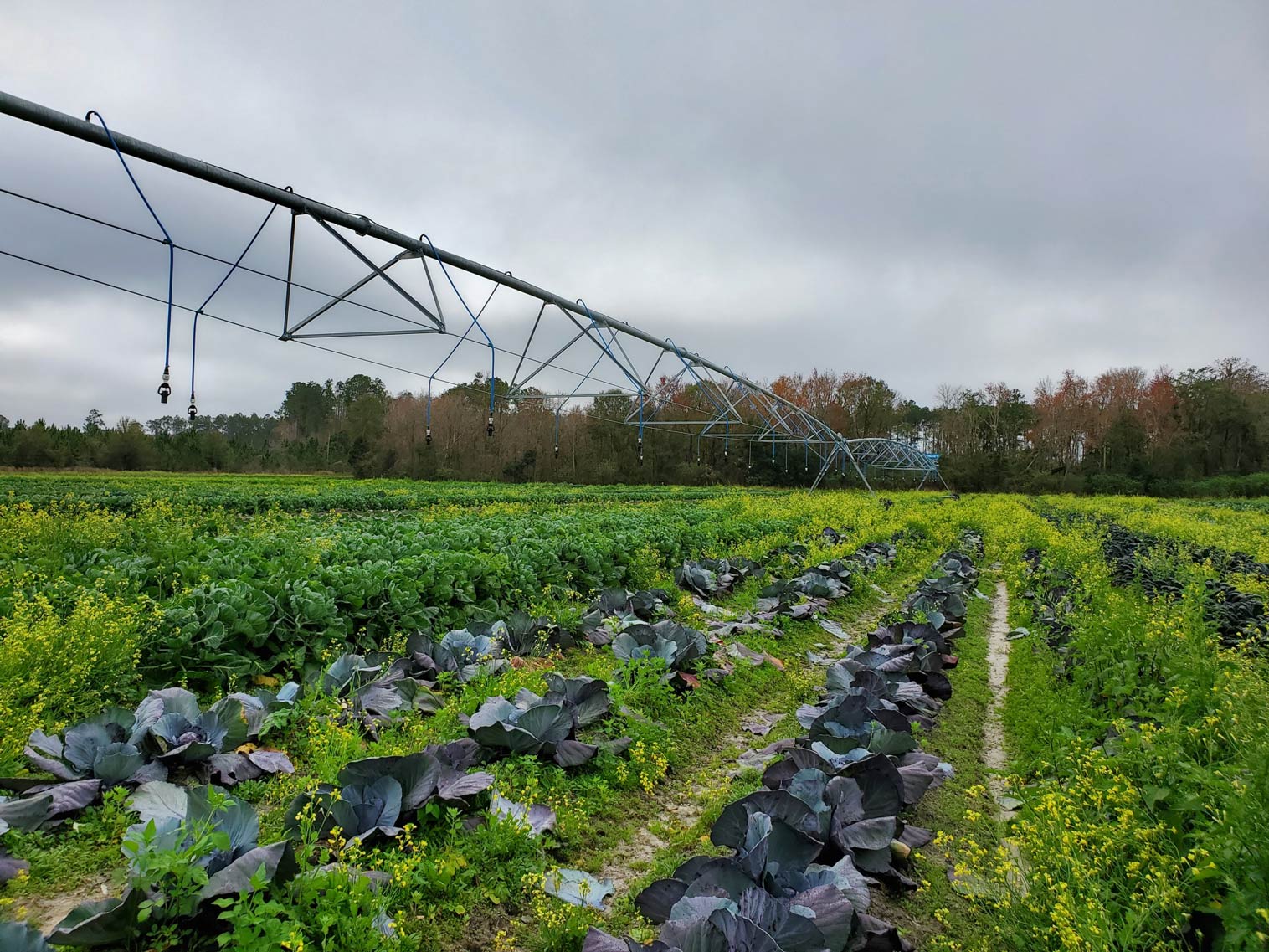 Rows of purple cabbages planted on a farm