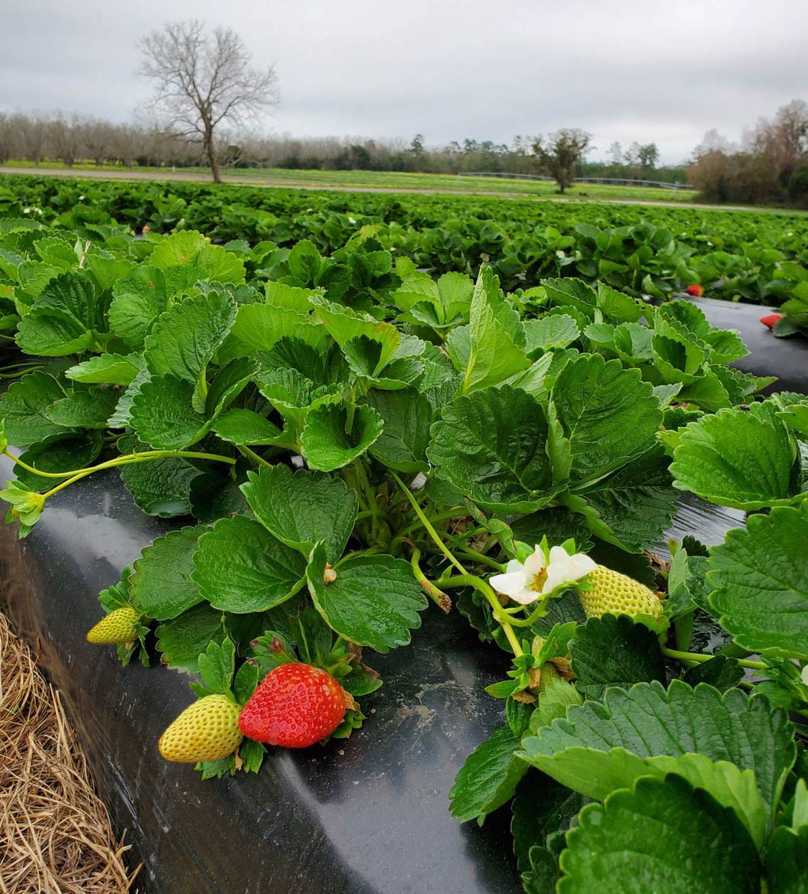 Repining strawberries on a farm
