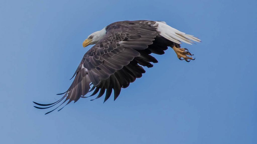 Bald eagle in flight