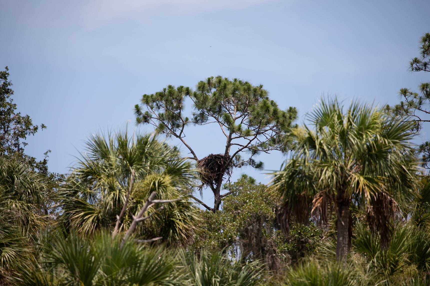 Eagle nest in a tree