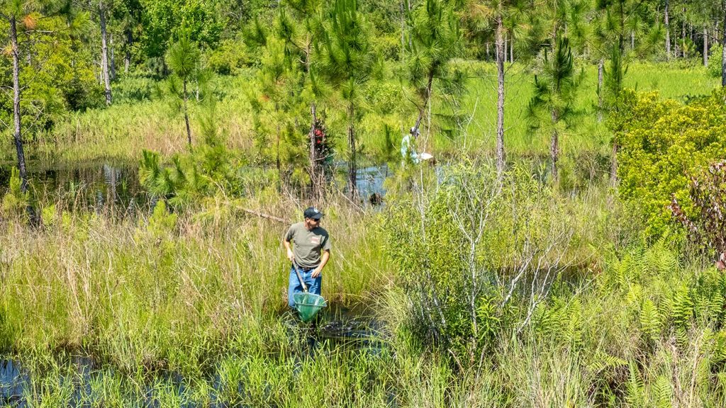 District scientists conduct a survey of plants and animals in District wetlands