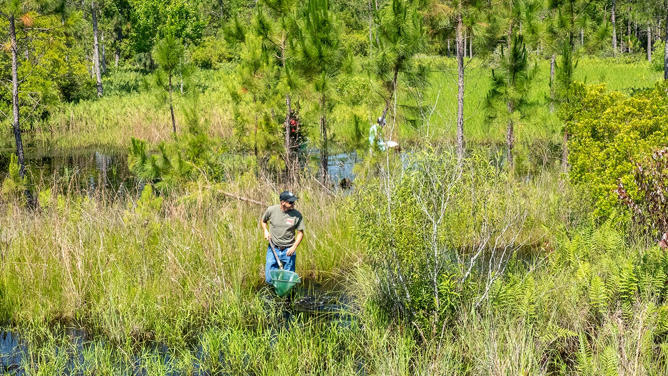 District scientists conduct a survey of plants and animals in District wetlands