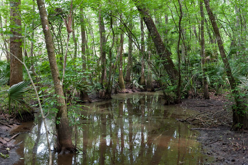 A tree covered wetland at Silver Springs Forest Conservation Area