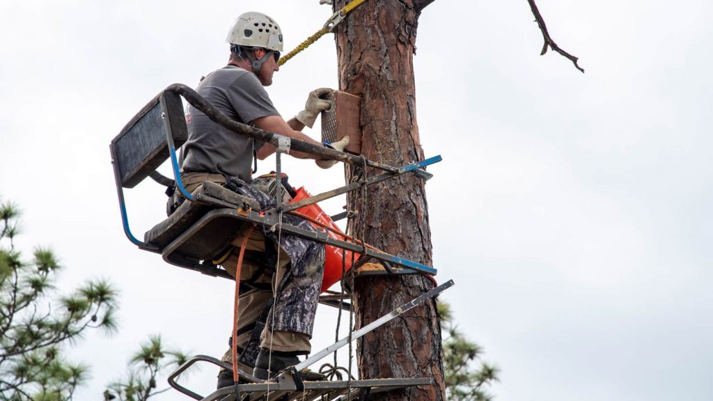 A District staff member removing a woodpecker box from a tree