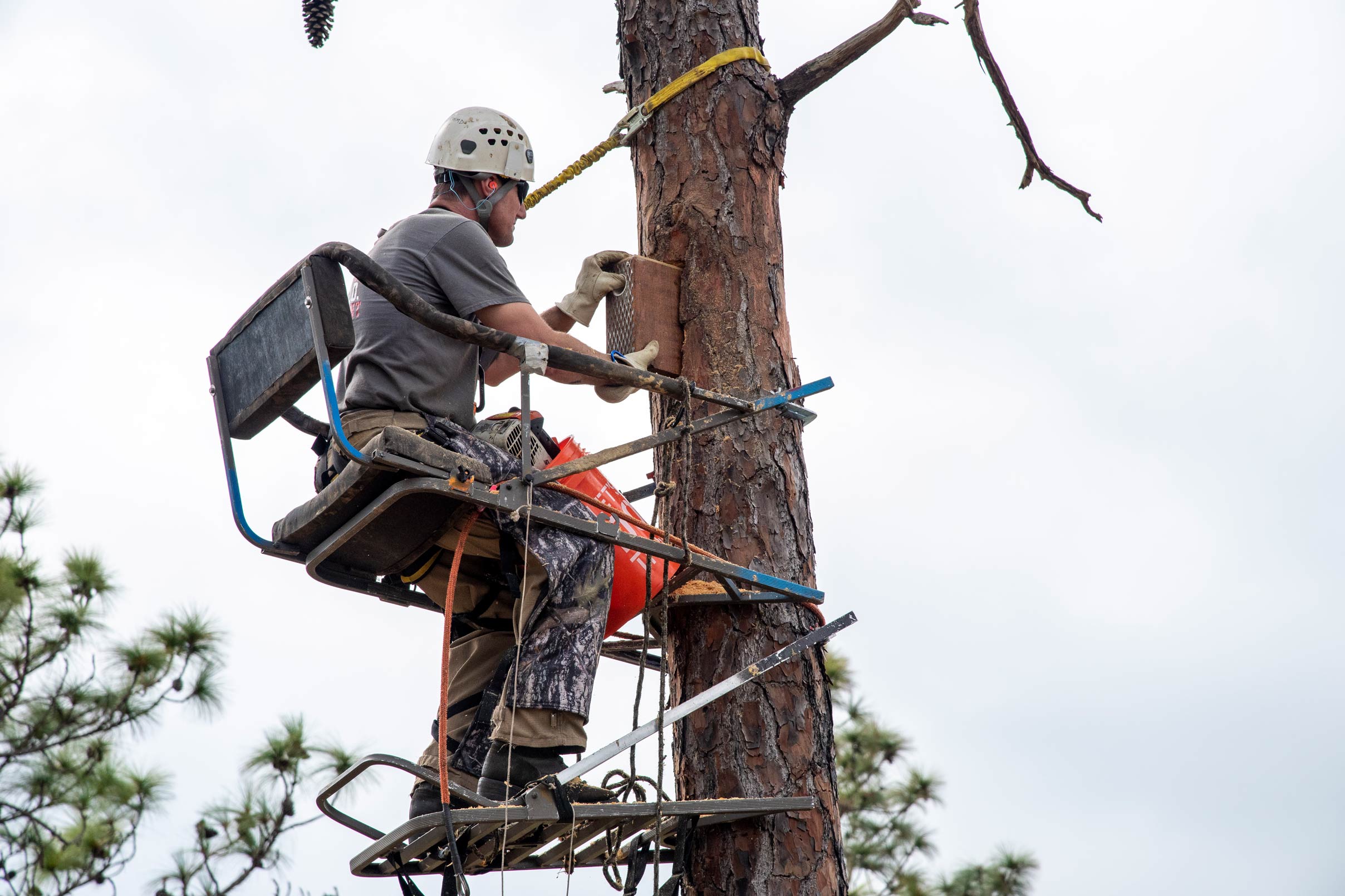 A District staff member removing a woodpecker box from a tree