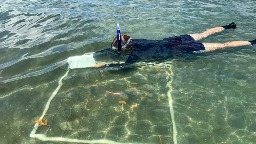 Scientist floating above a transect grid in shallow water